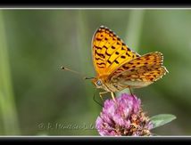 Moyen nacré (Argynnis adippe) - Heliconiinae