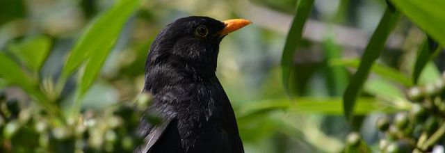 Les oiseaux parisiens : Le Merle noir, familier des hommes
