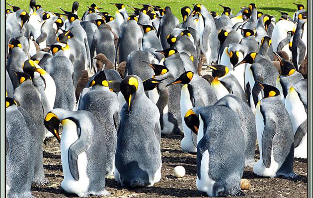 Les Manchots Royaux (Aptenodytes patagonicus) avec leurs œufs lovés entre leurs pattes et leur poche ventrale - Volunteer Point - Falkland Islands, Iles Malouines, Islas Malvinas