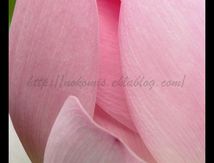 Lotus sacré (Nelumbo nucifera) - Jardin des plantes de Montpellier