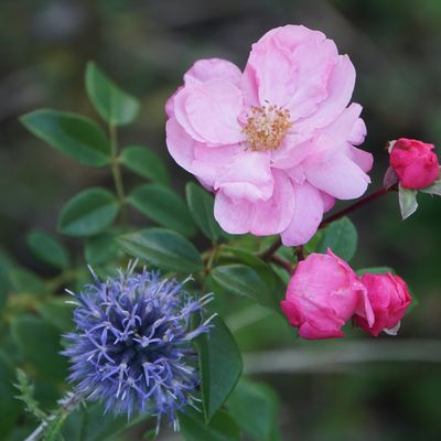 les Roses et l'engrais
