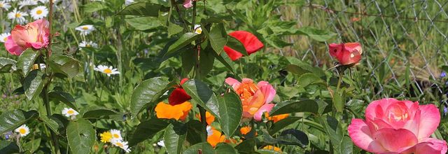 Le mois des roses : mes rosiers "modernes"