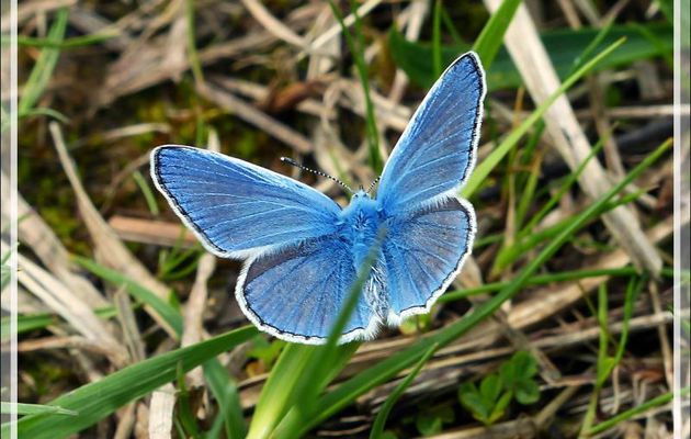 Papillon Azuré de la Bugrane (Polyommatus icarus) - Boulogne-sur-Gesse - 31