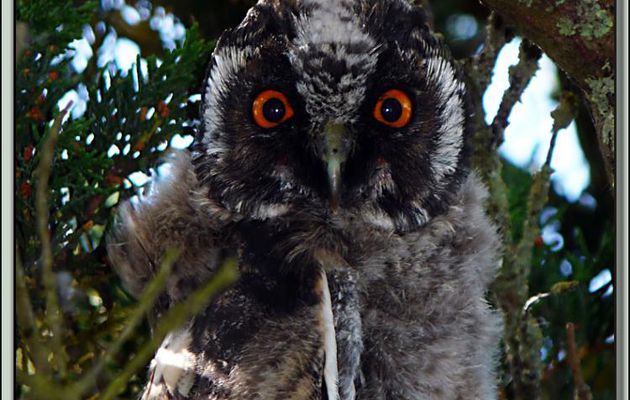 Le regard de braise du bébé Hibou Moyen-duc - Ars-en-Ré - Île de Ré - 17