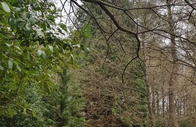 1er bain de forêt du mois de mars 2023 - Loperhet Grand-champ Morbihan Bretagne (fin)