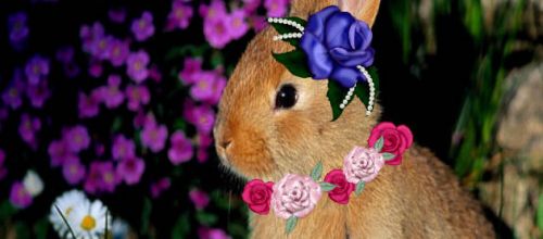 un petit lapin chouchou+manga