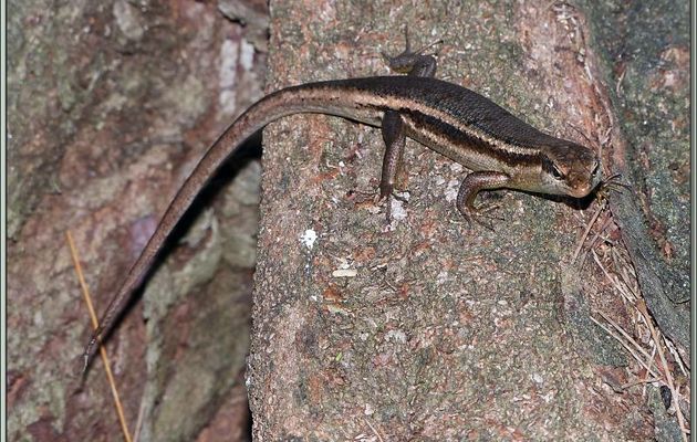 Lézard endémique : le Scinque des Seychelles (Mabuya seychellensis) - Bird Island - Seychelles