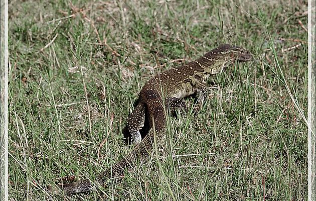 Varan du Nil, Nile monitor lizard (Varanus niloticus) - Safari nautique - Parc National de Chobe - Botswana