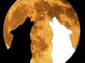 Les deux loups