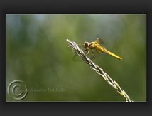 Crocothemis erythraea femelle...