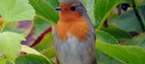 Dentelle de Bruges ,,, Finette ,,, oiseaux ,,, 