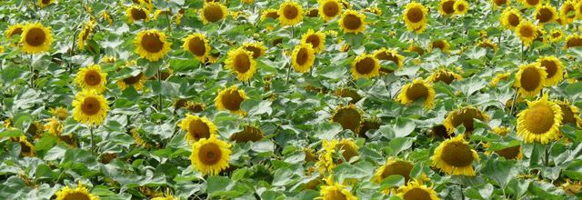 Champ de tournesols