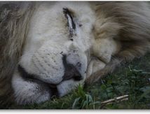 Gros plans sur un Lion blanc...