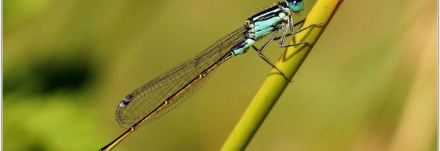 Agrion Elégant (1) - Ischnura elegans