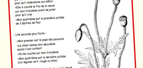 Gentils coquelicots