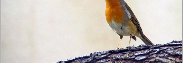 Rouge-Gorge (2) - Erithacus rubecula