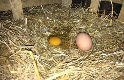 DEUX OEUFS DONT UN SANS COQUILLE