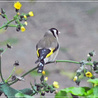 Chardonnerets élégants en pleine dégustation - Avril 2017