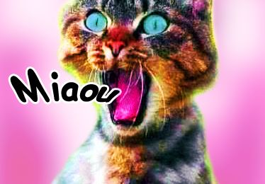 Bientôt Un chat fou va ......