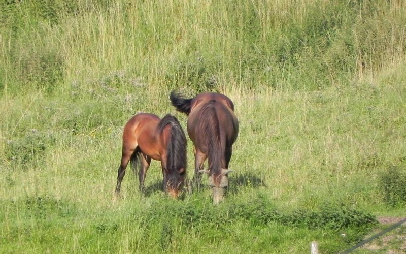 la jument et son poulain au donjon de Vez