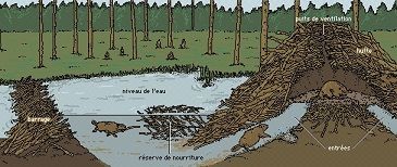 Le castor n'a jamais été un animal néfaste ... 