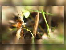 Ichneumon mâle...