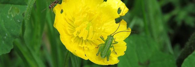 les marais d'Audenge (33) -3/3