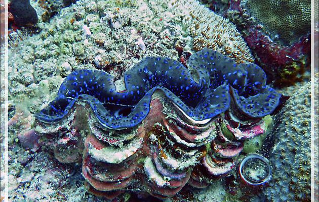 Grand bénitier gaufré, Manteau de lumière, Fluted giant clam, Squamose giant clam, Scaly clam (Tridacna squamosa) - Moofushi - Atoll d'Ari - Maldives