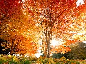 Les arbres à l'automne ... 