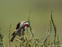 Chardonneret élégant ♂