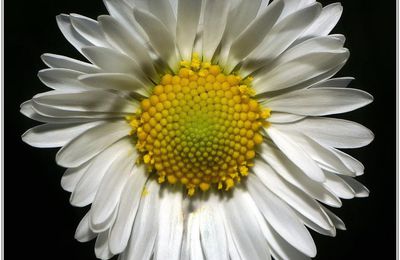Pâquerette (7) - Bellis perennis