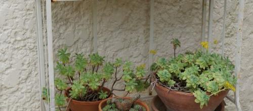 Plantes grasses et autres succulentes