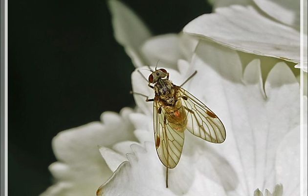 Mouche Chrysopile doré (Chrysopilus cristatus [auratus]) femelle - Lartigau - Milhas - 31