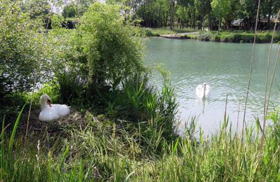 un couple de cygne - défi