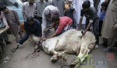 Les sacrifices animaux