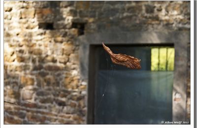 La feuille d'automne