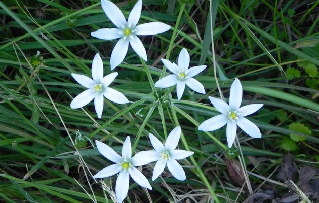 fleurs en macro