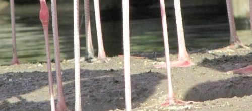 ... flamants roses...
