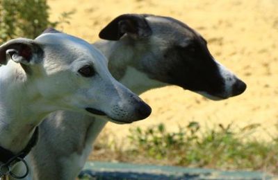 Le whippet, un compagnon formidable!