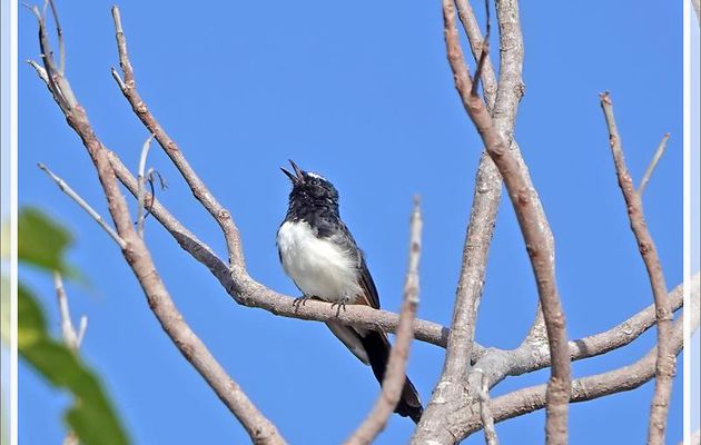Fin d'une journée bien remplie avec encore quelques oiseaux et un beau lézard scinque arc-en-ciel en pleine ville - Cairns - Australie