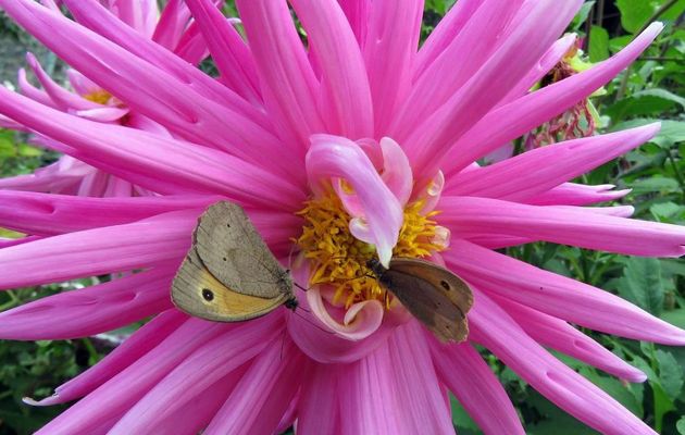 papillons sur un dahlias 