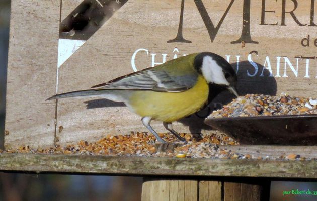 les oiseaux ont faim