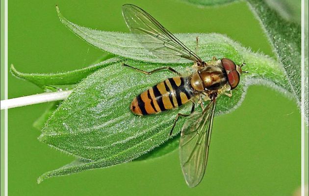 Mouche Syrphe ceinturé (Episyrphus balteatus) mâle - Lartigau - Milhas - 31