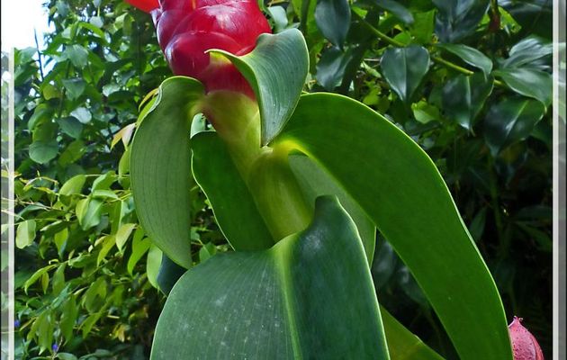 Gingembre rouge ou cône de pin, Pinecone Ginger (Zingiber Zerumbet) - Raiatea - Polynésie française