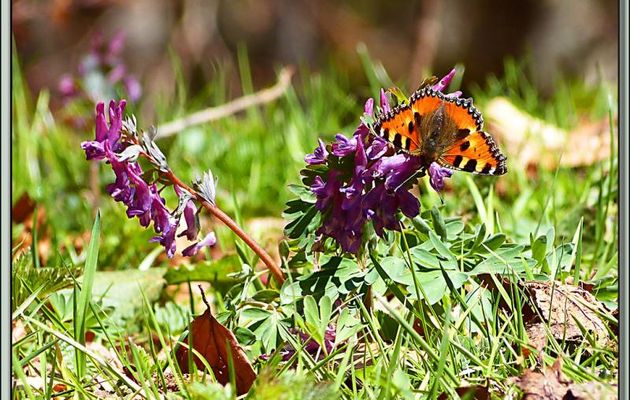 Corydale à bulbe plein (Corydalis solida) et papillon Petite tortue (Aglais urticae) - Couledoux - 31