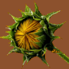 Grille Tournesol ! 2015
