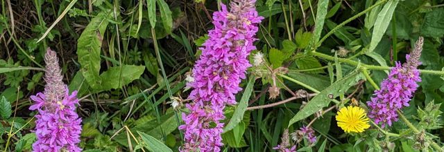 photos plaisir en Aout