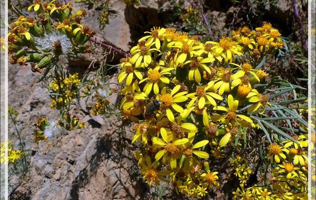 Arnica des Andes (Senecio pseudotides) - Pisac - Pérou