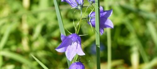 Fleurs du Champsaur (2)