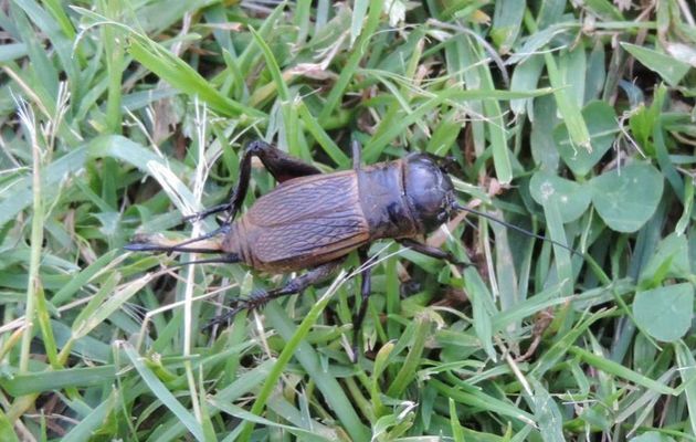 un criquet dans le jardin 